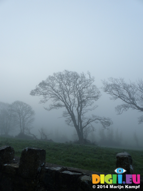 FZ010475 Tree in the mist